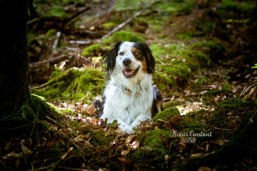 Photographie Canine 63